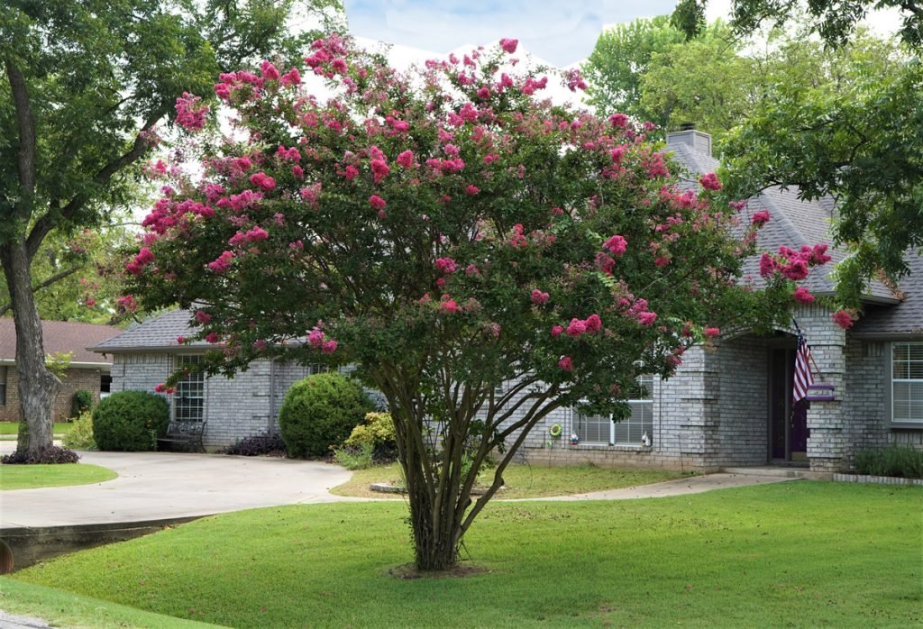 A Crape myrtle Delta tree sits in a person's front yard.