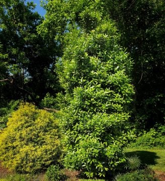 A holly screen play plant sits in a person's backyard. 