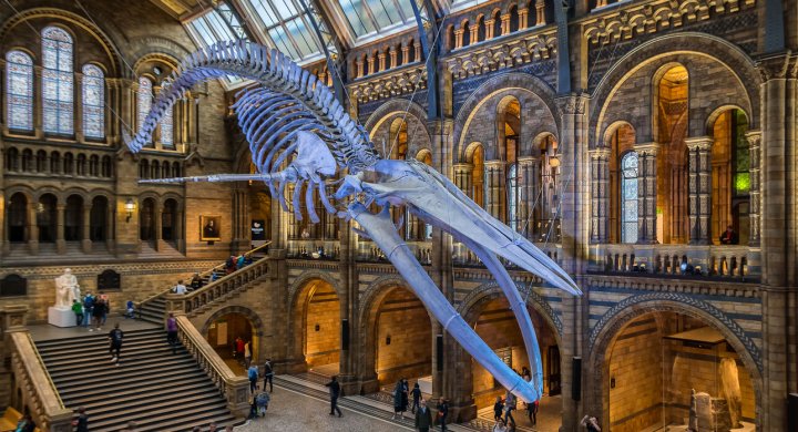 The Natural History museum is free