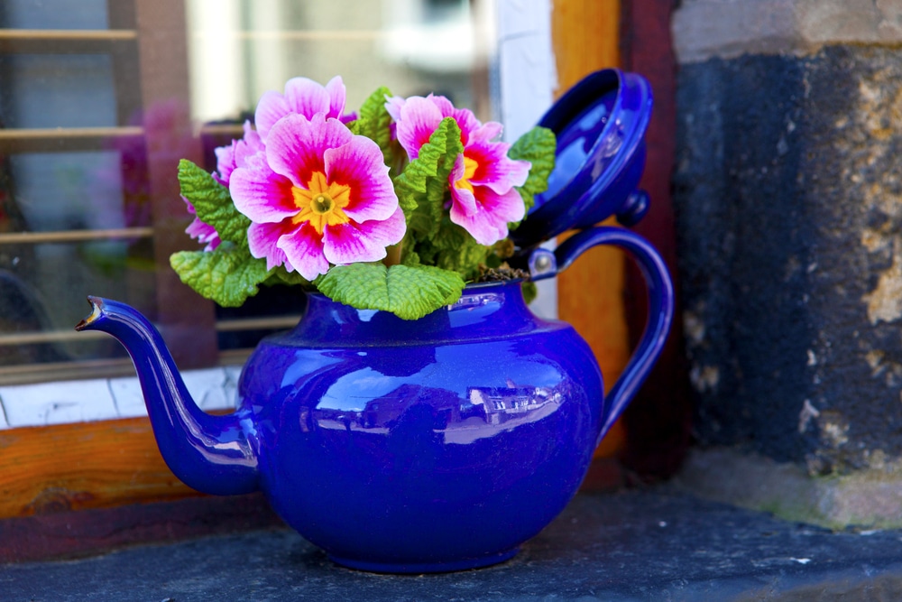 Flower in a teapot